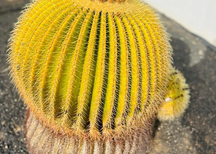 -montorian View Lanzarote- Apartamento *